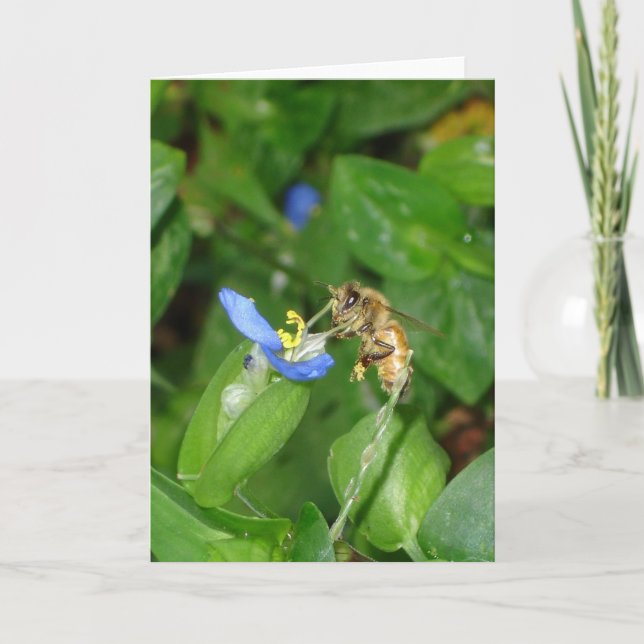 Carte d'abeille (Devant)