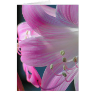 Carte d'accolade rose