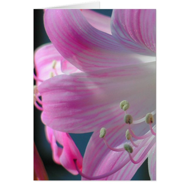 Carte d'accolade rose (Devant)