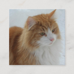 Carte D'accompagnement Norwegian_Forest_Cat
