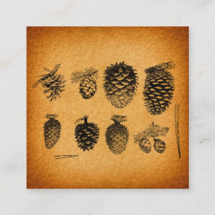 Carte D'accompagnement OEuvre d'antiquité Russe Pinecones Pine Cone