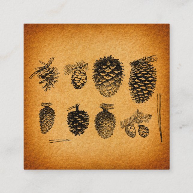 Carte D'accompagnement Pinecones Rustiques Pine Cone Art Design antique (Devant)