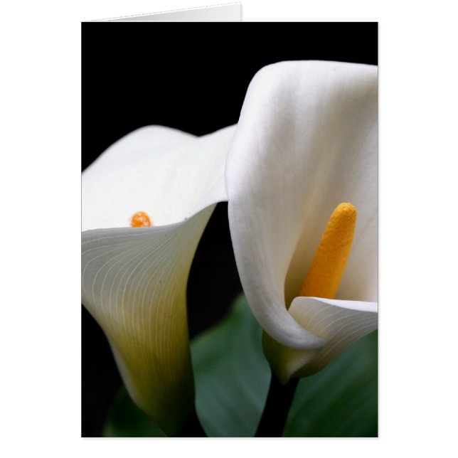 Carte d'accueil blanche Calla Lily (Devant)