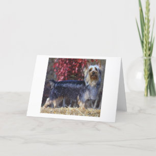 Carte d'accueil blanche pour chien Silky Terrier a
