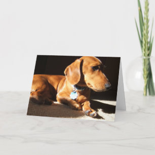 Carte Dachshund chien animal de compagnie