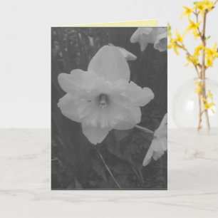 Carte Daffodile sauvage