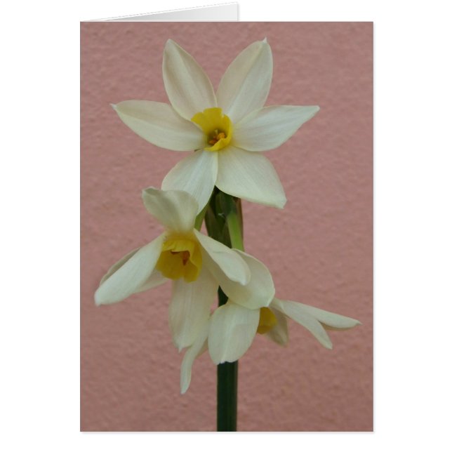 Carte Daffodique (Devant)