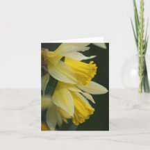 Carte Daffodique