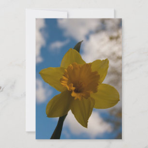 Carte Daffodique au printemps