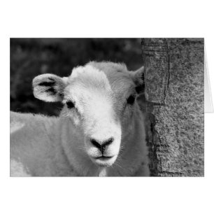 CARTE D'AGNEAU COUPE