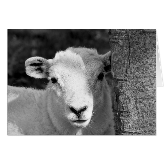 CARTE D'AGNEAU COUPE (Devant horizontal)