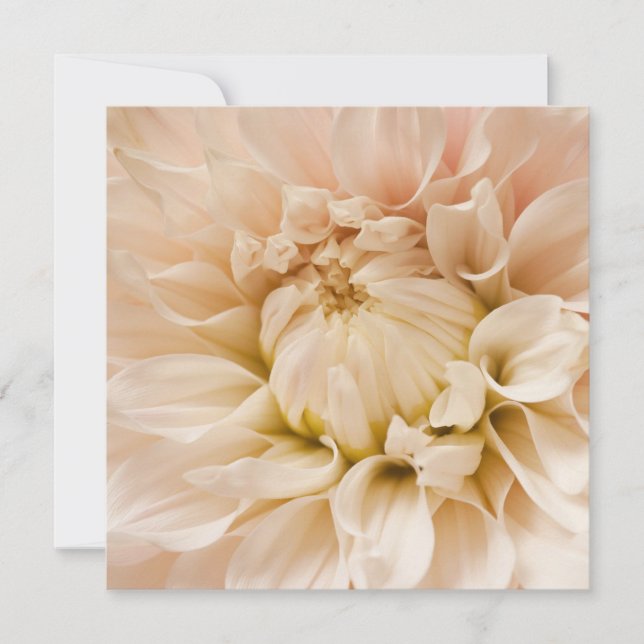 Carte Dahlia de Pêche, Rose, Blanc & Crème - Dahlias (Devant)
