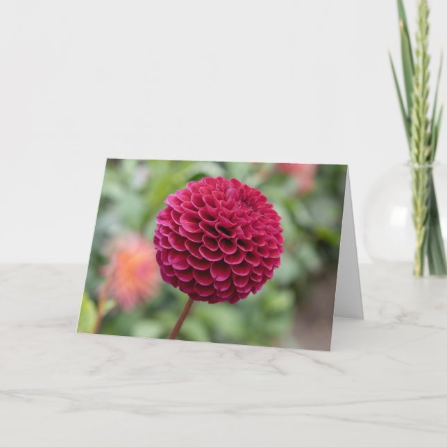 Carte Dahlia Fuschia (Devant)