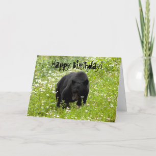 Carte Daisy L'Ours Noir ; Joyeux anniversaire