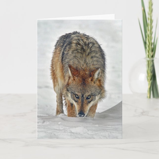 Carte d'alignement de loup (Devant)
