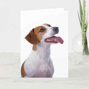 Carte d'amitié Jack Russell Terrier