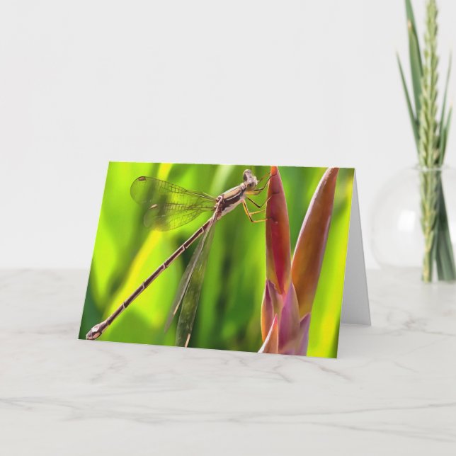 Carte Damselfly Balancé Sur Une Tête De Fleur (Devant)