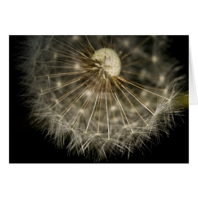 Carte Dan D Lion (Devant horizontal)