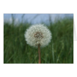 Carte Dandelion