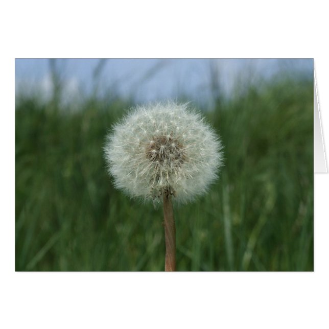 Carte Dandelion (Devant horizontal)