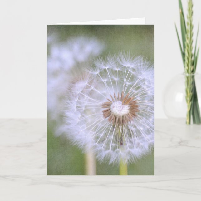 Carte Dandelion Flowers (Devant)