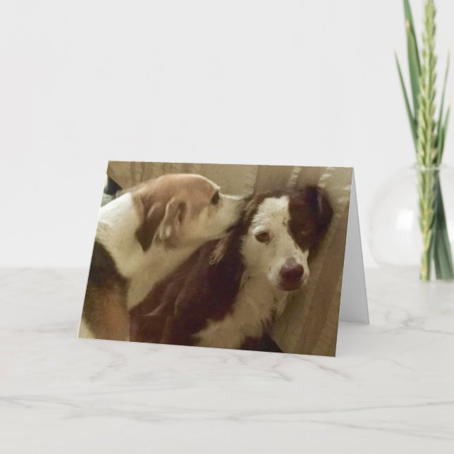 Carte d'anniversaire, 2 chiens caressant (Devant)