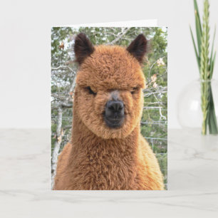 Carte d'anniversaire Alpaca