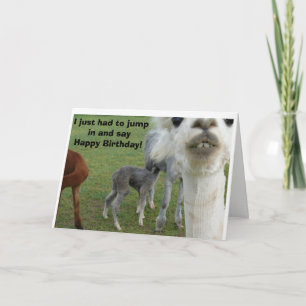 Carte d'anniversaire Alpaca - Nature interrompue