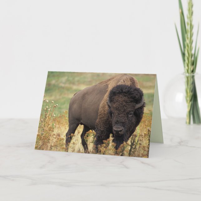 Carte d'anniversaire American Bison / Buffalo (Devant)