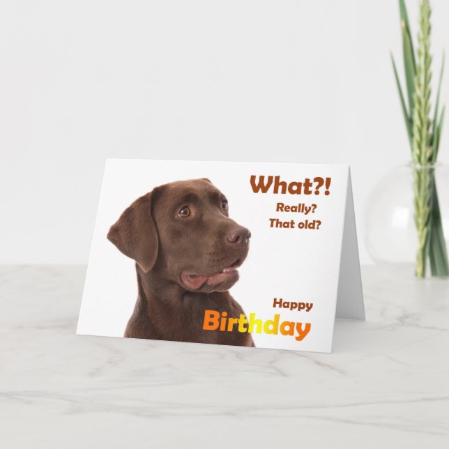 Carte d'anniversaire amusante avec chien labrador (Devant)