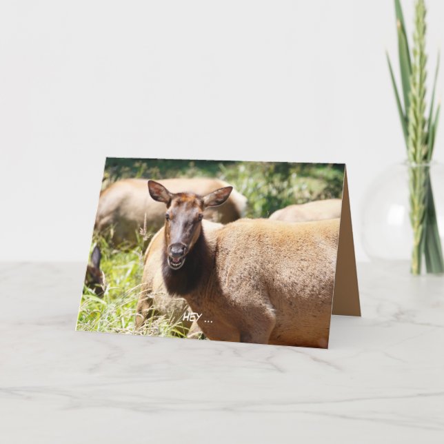 Carte d'anniversaire amusante avec du wapiti (Devant)