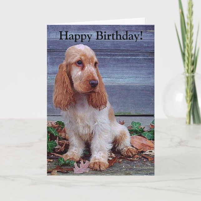 Carte d'anniversaire anglaise de cockers (Devant)