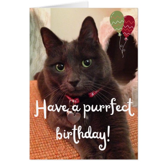 Carte d'anniversaire avec photo de chat - Vide à l (Devant)