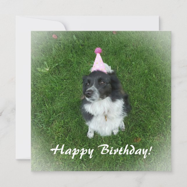 Carte d'anniversaire avec un collie-chien frontali (Devant)
