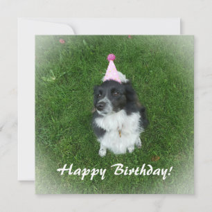 Carte d'anniversaire avec un collie-chien frontali