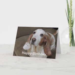 Carte d'anniversaire Basset Hound