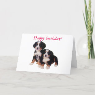 carte d'anniversaire berner sennen pups