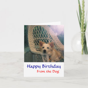 Carte d'anniversaire Border Collie