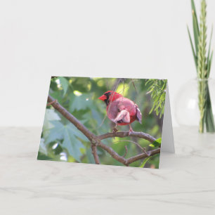 Carte d'anniversaire "Cardinal mâle du Nord" #2