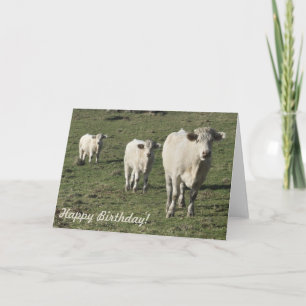 Carte d'anniversaire Charolais vache et veaux