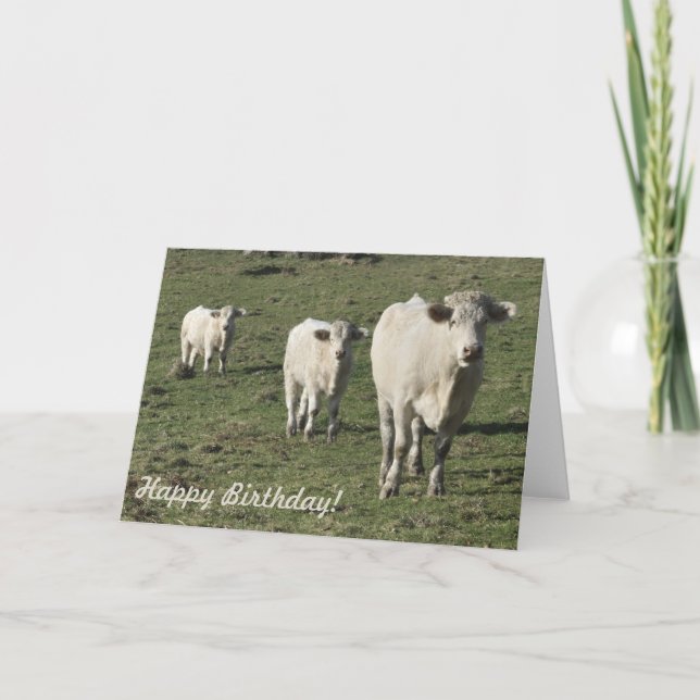 Carte d'anniversaire Charolais vache et veaux (Devant)