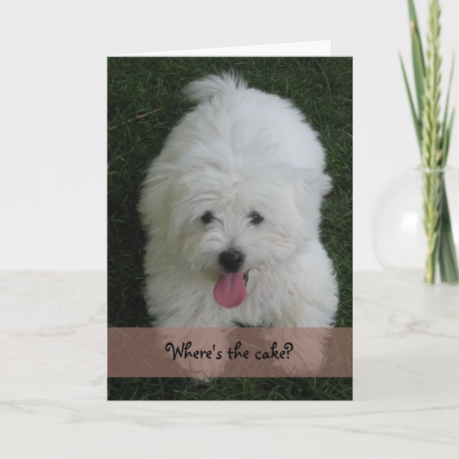 Carte d'anniversaire--Chien de coton (Devant)