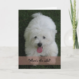 Carte d'anniversaire--Chien de coton
