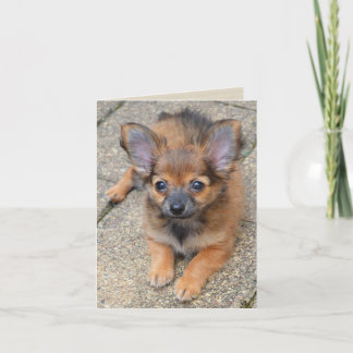 Carte d'anniversaire Chihuahua Chiuppy Dylan Cute