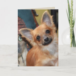 Carte d'anniversaire   Chihuahua Puppy Chi Chi Dyl