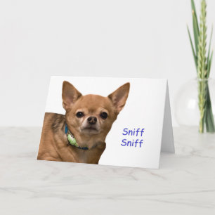 Carte d'anniversaire Chihuahua Sniff