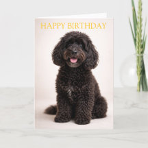 Carte d'anniversaire Cockapoo Chien mignon Design 