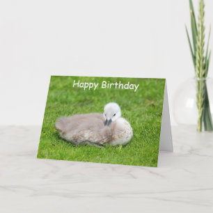Carte d'Anniversaire Cygnet
