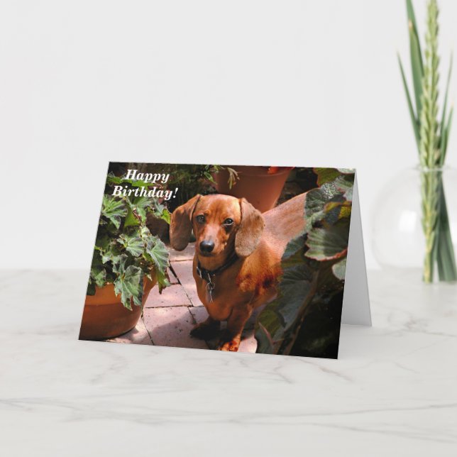 Carte d'anniversaire Dachshund (Devant)