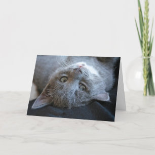 Carte d'anniversaire de chat